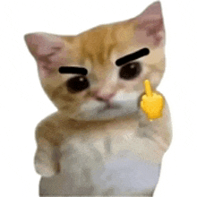 a cat with black eyebrows is giving a middle finger .