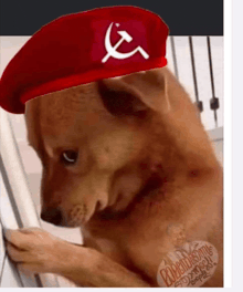 a brown dog wearing a red beret with a hammer and sickle on it