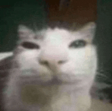 a close up of a cat 's face looking at the camera with a blurred background .