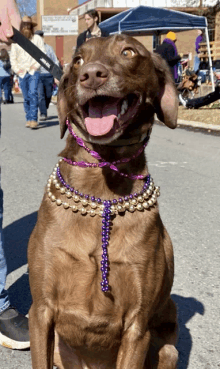 a brown dog is wearing a purple and gold necklace with beads