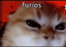 a close up of a cat 's face with the word furios on it .