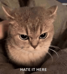 a close up of a cat with the words `` hate it here '' written on the bottom .