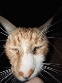 a close up of a cat 's face with a person holding it