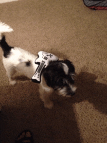 a small black and white dog wearing a toy guitar on its back