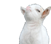 a white goat looks up at the camera with its eyes closed