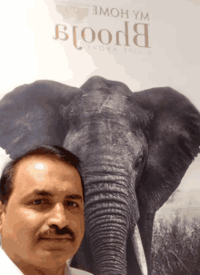 a man taking a selfie in front of a picture of an elephant that says ' bloom ' on it