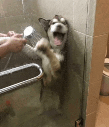 a husky dog is standing in a shower with a shower head .