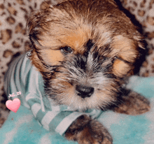 a puppy wearing a striped shirt is laying on a blue blanket