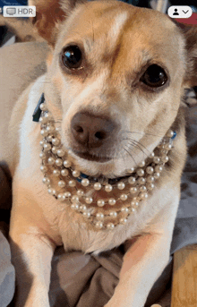 a small dog wearing a pearl necklace is laying on a bed with hdr displayed in the corner