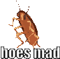 a cockroach with the words hoes mad written on it .