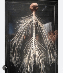 a skeleton of a person 's brain and spine