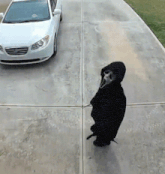a person wearing a scream mask is walking down a sidewalk next to a white car