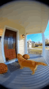 a dog is standing on a porch in front of a house
