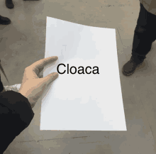 person holding a piece of paper that says cloaca