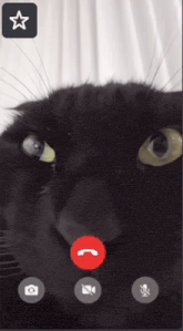 a black cat is on a video call with a hand pointing