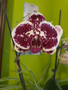 a close up of a flower with purple and white spots