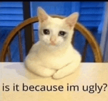 a white cat is sitting at a table with the words `` is it because im ugly '' .