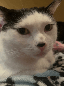 a black and white cat is laying on a blanket and looking at the camera