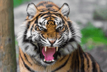 a close up of a tiger with its mouth open and its tongue out