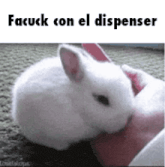 a white rabbit is being held by a person and the caption says facuck con el dispenser .