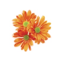 three orange daisies with a green center are against a white background