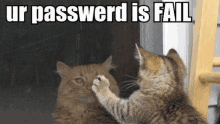 a cat is looking at its reflection in a mirror with the caption `` ur password is fail '' .