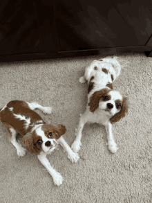 two brown and white dogs laying on a carpet