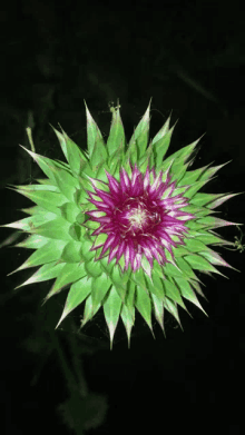 a green flower with a purple center and a black background