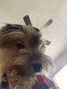 a small dog wearing a bandana and a ceiling fan on its head