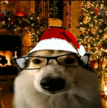 a husky dog wearing glasses and a santa hat .