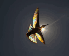 a colorful bird is flying in the sky with the sun behind it