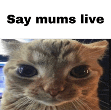 a cat is looking at the camera with the words say mums live above it