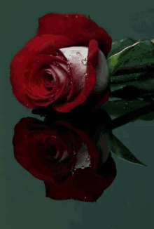 a close up of a red rose with water drops on it and its reflection in the water .