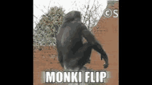 a chimpanzee is standing in front of a brick wall with the caption monki flip .