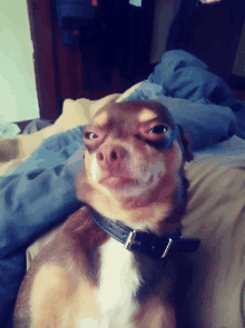 a small brown and white dog wearing a black collar is laying on a bed