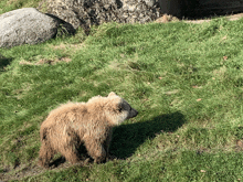 a small brown bear is standing in the grass