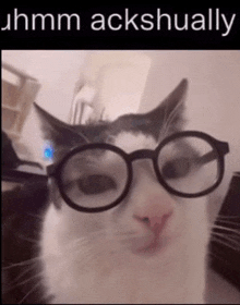 a cat wearing glasses with the caption " hmm ackshually "