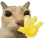 a cat is eating a piece of french fries .