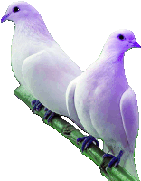 two white birds sitting on a green branch