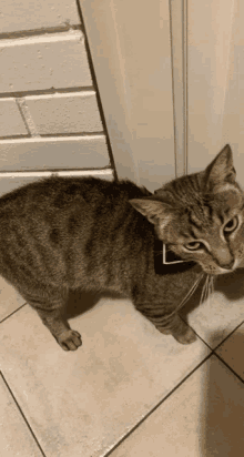 a cat wearing a black collar is standing on a tile floor