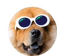 a chow chow wearing a pair of white sunglasses