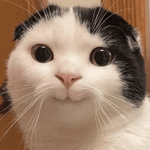 a close up of a black and white cat 's face with big eyes