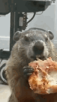 a groundhog is eating a slice of pizza .