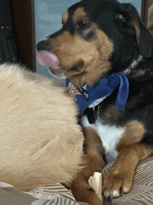 a dog wearing a blue bandana that says ' united states ' on it licks another dog 's nose