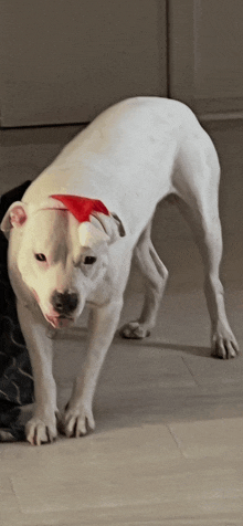 a white dog wearing a red santa hat