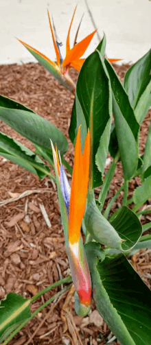 a close up of a plant with orange flowers