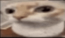 a close up of a cat 's face with a blurred background