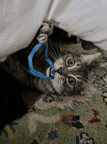 a cat playing with a blue pipe cleaner