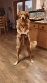 a dog is standing on its hind legs holding a video game controller in a kitchen .