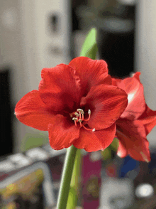 a close up of a red flower with a blurred background